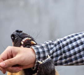 German shepherd bites a man