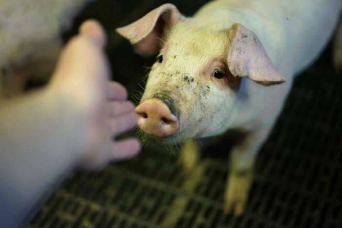 Pig