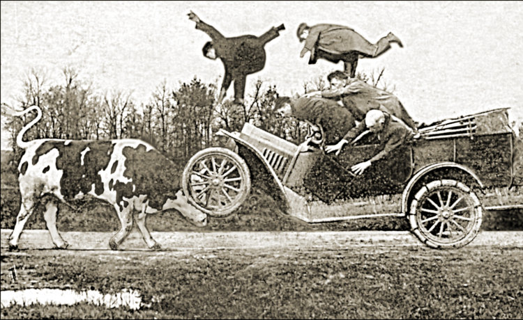 Cow hit by car