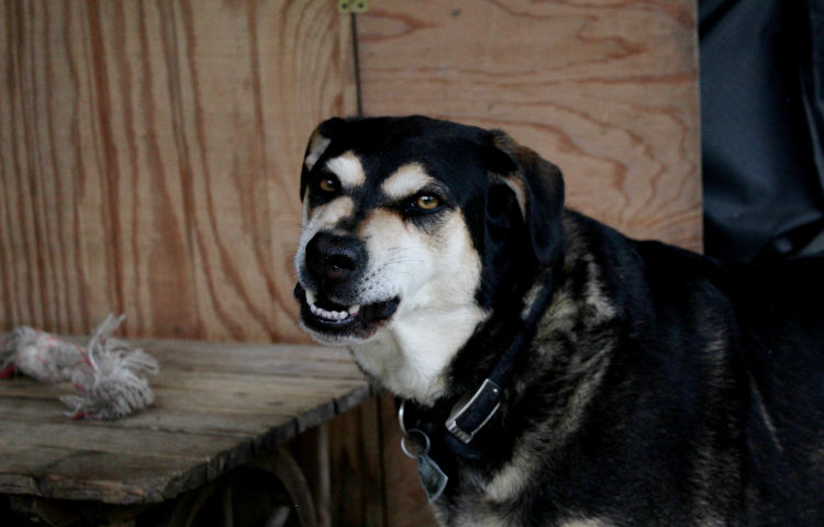 Angry Dog