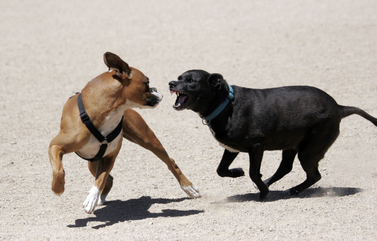Two Dogs Fighting