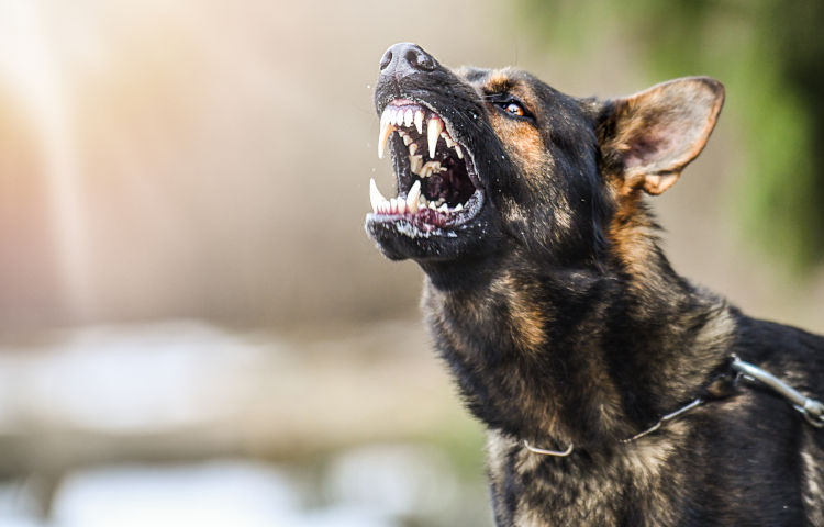 Aggressive Dog