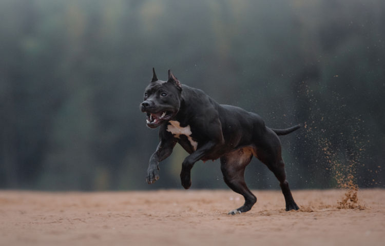 Black Dog Running