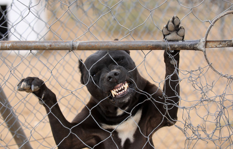 Aggressive,Dog