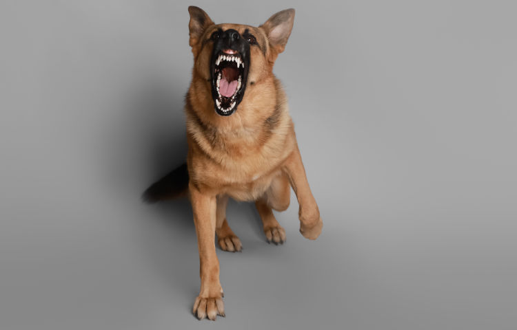 Aggressive German
