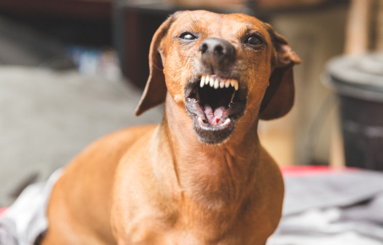 Mean Dog