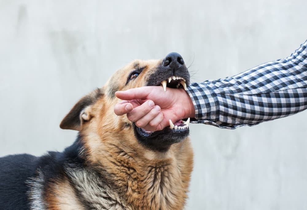Highland Dog Bite Attorney