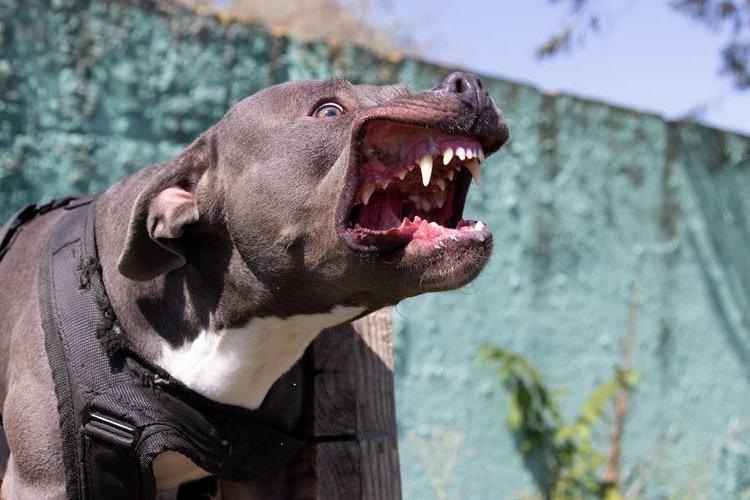 Vicious dog with restraint